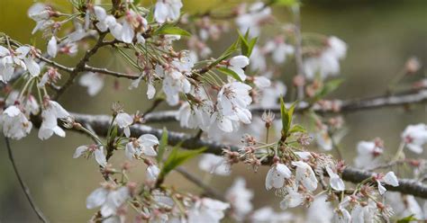 子孫樹|淡墨桜